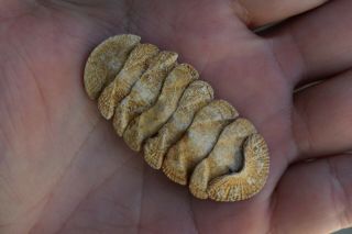 Fossil Chiton Polyplacophora Loma Point California Diego Pleistocene Rare Peska