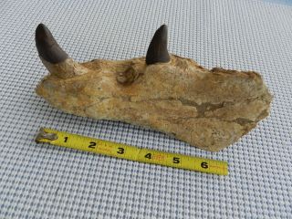 8 1/2 Inch Basilosaurus Mandible Megalodon Tooth Shark Teeth Authentic