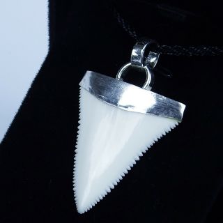 1.  4  Modern Great White Shark Tooth Necklace For Men Silver Cap GN35MM 3