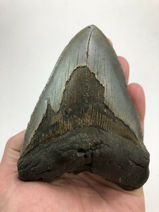 5.  00” Megalodon Fossil Giant Shark Teeth All Natural Large Ocean Tooth (840)