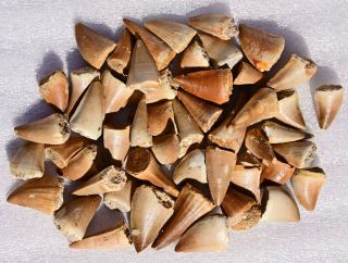 Fifty Mosasaur Teeth,  From Morocco 2