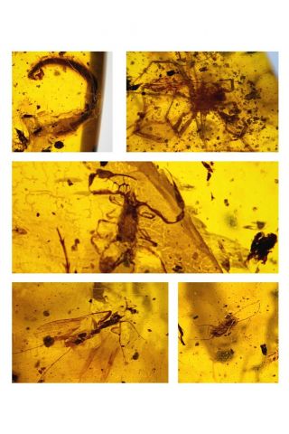 1038 - Many Insects In Fossil Burmite Insect Amber Cretaceous Dinosaur Period