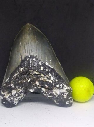 6.  00 " Megalodon Shark Tooth Fossil 100 Authentic