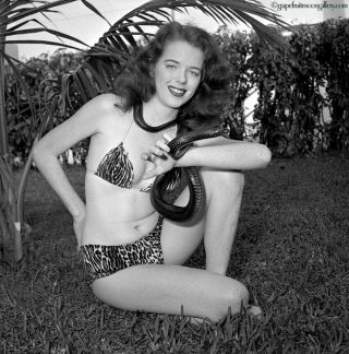 Bunny Yeager 1954 2 1/4 " 120mm Camera Negative Pin Up Girl In Bikini With Snake