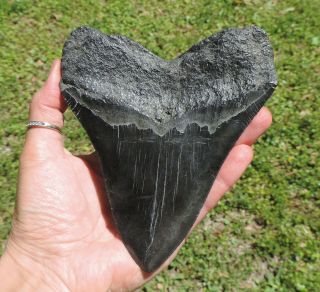 Huge 6  Inch Megalodon Sharks Tooth No Restorations Fossil Sharks Tooth