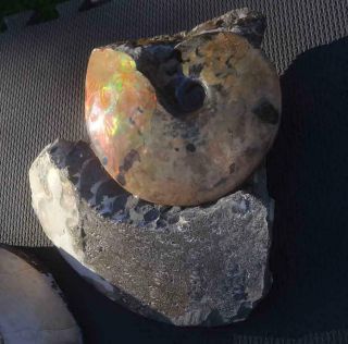 12 " Placenticeras Meeki Ammolite Ammonite Fossil South Dakota Geode Puzzle