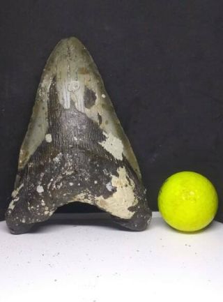 5.  90 " Megalodon Shark Tooth Fossil Millions Of Years Old 100 Authentic