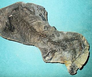 Fine 17cm Near Complete Barosaurus Besairiei W.  Good Limb Bones: Madagascar