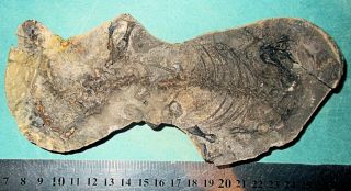 Fine 17cm near complete Barosaurus besairiei w.  good limb bones: Madagascar 2