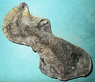 Fine 17cm near complete Barosaurus besairiei w.  good limb bones: Madagascar 3