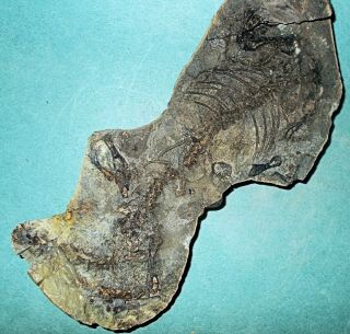 Fine 17cm near complete Barosaurus besairiei w.  good limb bones: Madagascar 4