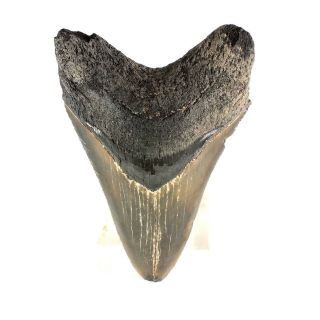 Carcharodon Megalodon Fossil Shark Tooth (ea8500) Bone Valley Fmn Florida Usa