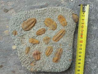 Rare Plate Of Different Trilobites Middle Cambrian Morocco