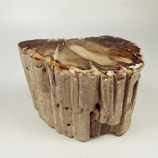 6.  02 " 2985g Polished Petrified Wood Branch Fossil - Madagascar A1604