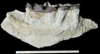 Titanothere,  Brontothere,  Jaw Section With 2 Teeth,  Badlands,  South Dakota,  T338