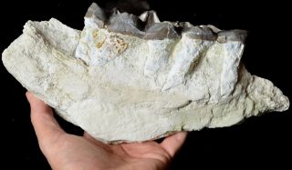 Titanothere,  Brontothere,  Jaw Section with 2 Teeth,  Badlands,  South Dakota,  T338 2