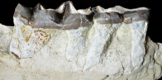 Titanothere,  Brontothere,  Jaw Section with 2 Teeth,  Badlands,  South Dakota,  T338 3