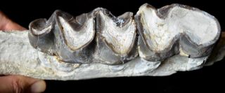 Titanothere,  Brontothere,  Jaw Section with 2 Teeth,  Badlands,  South Dakota,  T338 4