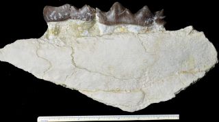 Titanothere,  Brontothere,  Jaw Section with 2 Teeth,  Badlands,  South Dakota,  T338 5