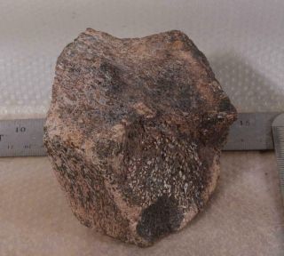 Agatized Polished Fossil Dinosaur Gem Bone 1 lb 13 oz 10