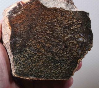 Agatized Polished Fossil Dinosaur Gem Bone 1 Lb 13 Oz