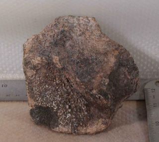 Agatized Polished Fossil Dinosaur Gem Bone 1 lb 13 oz 9