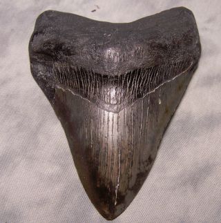 Xxl 5 3/8 " Megalodon Shark Tooth Black Fossil Teeth Jaw Megladon Meg Scuba Diver