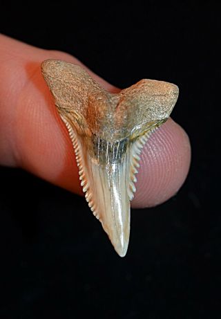 Dagger Florida Hemipristis Shark Tooth Fossil Teeth Megalodon Era