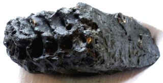 Mastodon Tooth - Root - Fossil - Pleistocene Era - 6.  5 Pounds - South Carolina 5