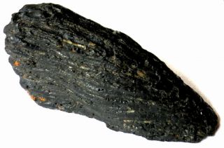 Mastodon Tooth - Root - Fossil - Pleistocene Era - 6.  5 Pounds - South Carolina 6