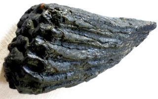 Mastodon Tooth - Root - Fossil - Pleistocene Era - 6.  5 Pounds - South Carolina 8