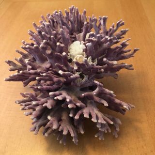 Purple California Hydrocoral Allopora Californica 13”long 9”wide 7 1/2” tall 3
