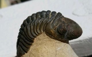 Large Colorful Reedops Trilobite From The Devonian Of Morocco