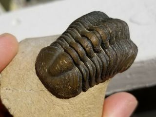 Large colorful Reedops Trilobite from the Devonian of Morocco 2