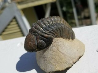 Large colorful Reedops Trilobite from the Devonian of Morocco 3