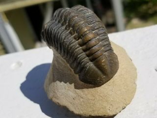 Large colorful Reedops Trilobite from the Devonian of Morocco 5