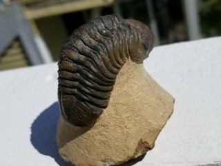 Large colorful Reedops Trilobite from the Devonian of Morocco 6