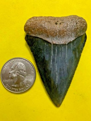 Great White Shark Tooth 2.  501 Inch Apex Artifacts