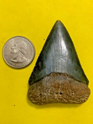 Great White Shark Tooth 2.  501 inch APEX ARTIFACTS 2