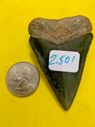 Great White Shark Tooth 2.  501 inch APEX ARTIFACTS 3