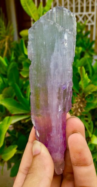 622 C.  T Top Quality Terminated Bi Color Kunzite Crystal @Afghanistan 2