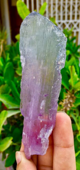 622 C.  T Top Quality Terminated Bi Color Kunzite Crystal @Afghanistan 3