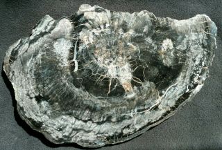 Large Rare Ginkgo Sp.  Slab,  Upper Triassic,  Chinle Fm. ,  Apache County,  Arizona