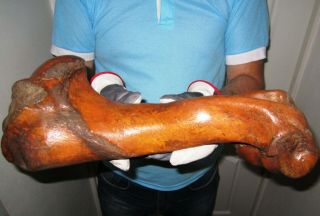 Bone Of Woolly Rhinoceros Museum Quality Pleistocene Fossil