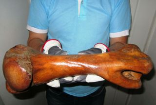 Bone of Woolly Rhinoceros museum quality Pleistocene FOSSIL 2