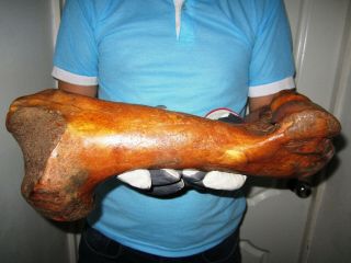 Bone of Woolly Rhinoceros museum quality Pleistocene FOSSIL 3