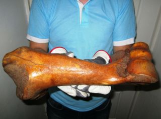 Bone of Woolly Rhinoceros museum quality Pleistocene FOSSIL 4