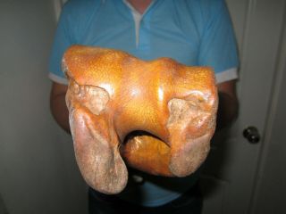 Bone of Woolly Rhinoceros museum quality Pleistocene FOSSIL 5