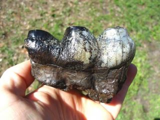 Colorful Mastodon Tooth Florida Fossils Mammal Teeth Jaw Proboscidean Bones Fl @
