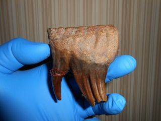 Tooth Baby Of A Woolly Mammoth Fossil！,  ！with Great Roots Preserved！！